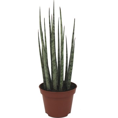 Sansevieria Icicle Mikado 10Cm Pot
