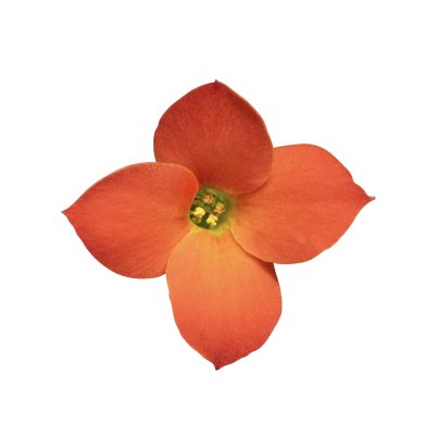 Passion Naranja BL