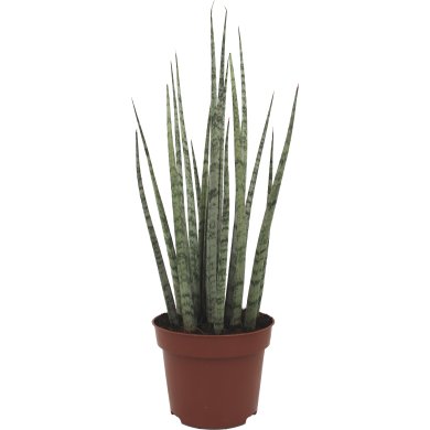 Sansevieria Icicle Mikado 12Cm Pot