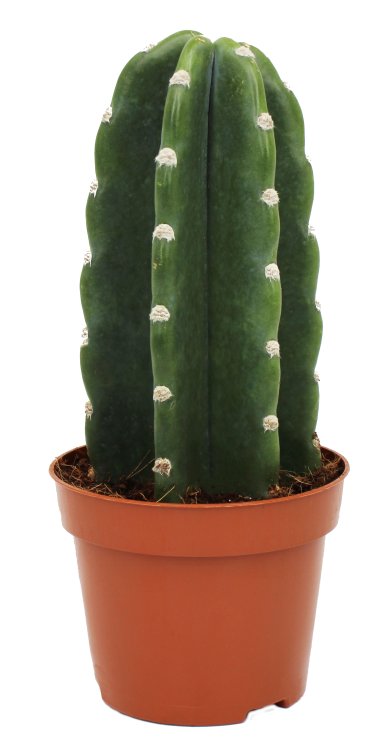 Cereus Hild Hedge Cactus 12 CM