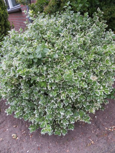 Euonymus Fortunei Emerald Gaiety PL