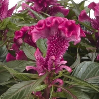 Celosia Hottopic Pink
