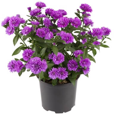 Aster Victoria Wilma PL