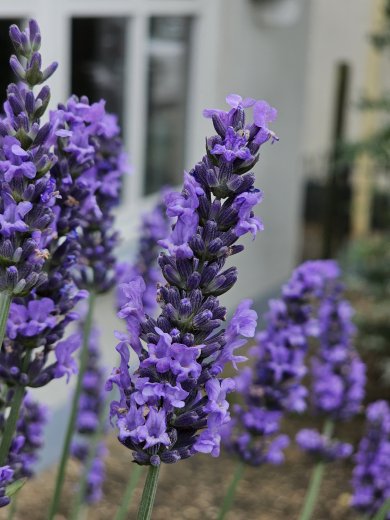 Lavandula Sensational BL