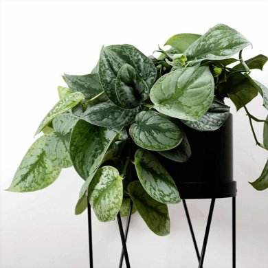 Scindapsus Trebie PL