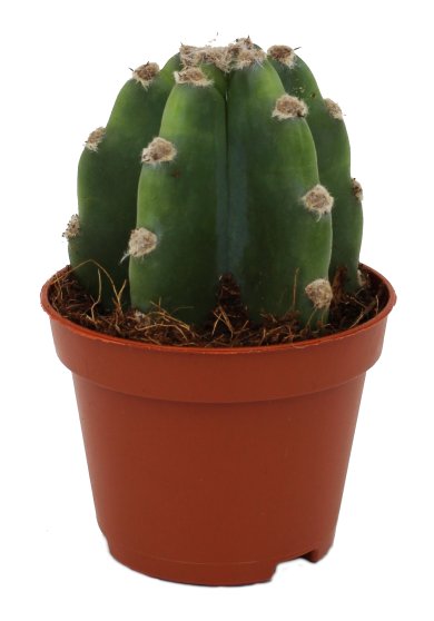 Cereus Hild Hedge Cactus 6 CM