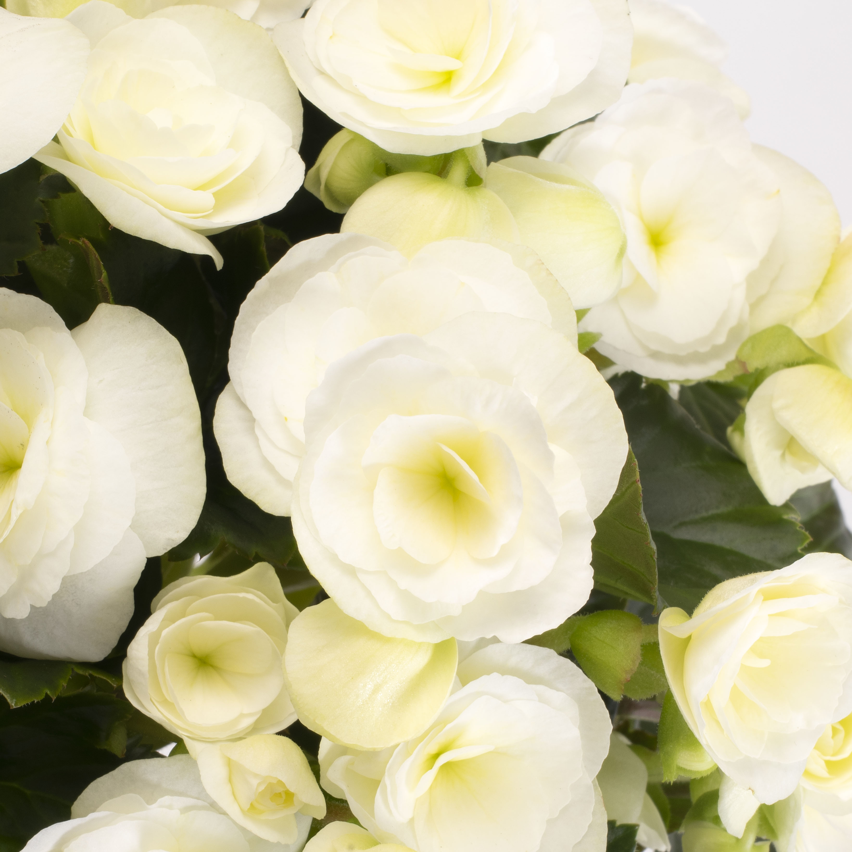 Sweeties White Closeup