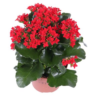 Passion Revolution PL