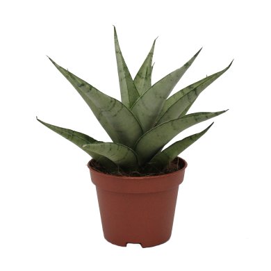Sansevieria Hybrid Glacier 6Cm Pot