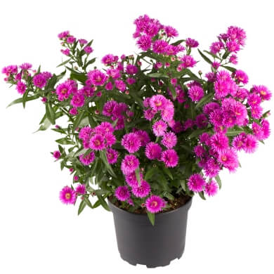 Aster Victoria Pinkfanny PL 10Cm