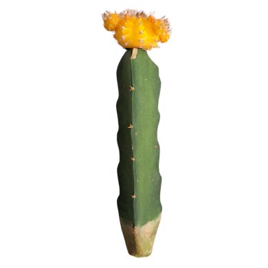 Grafted Cactus Yellow