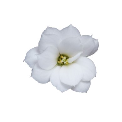 Don Dione BL
