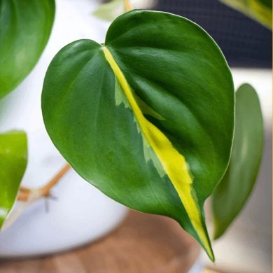 Philodendron Brazil BL