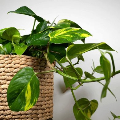 Epipremnum Aureum PL