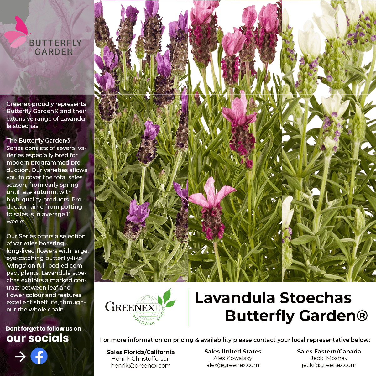 Lav. Stoechase Promo 4