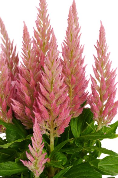 Celocia Plumosa Flirt Salmon Closeup