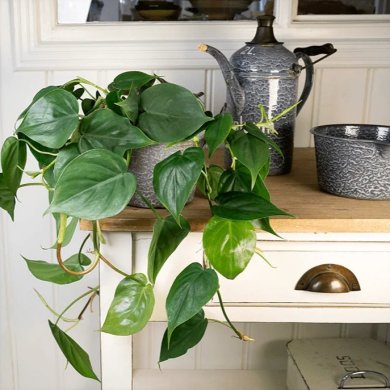 Philodendron Scandens PL