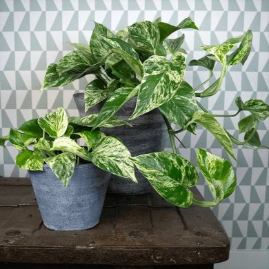 Epipremnum Marple Queen PL