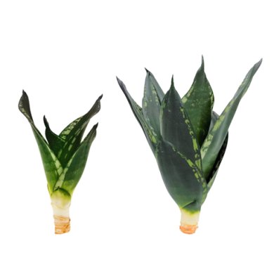 SANSEVIERIA HAHNII WHITNEY
