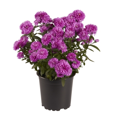 Aster Victoria Olivia PL
