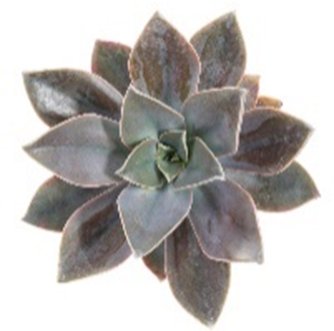 Graptoveria Debbie