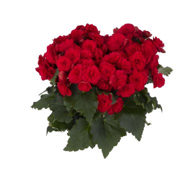 Sweeties Dark Red