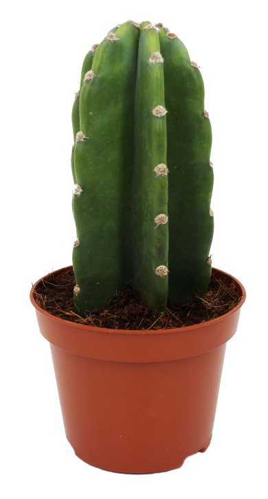 Cereus Hild Hedge Cactus 10 CM