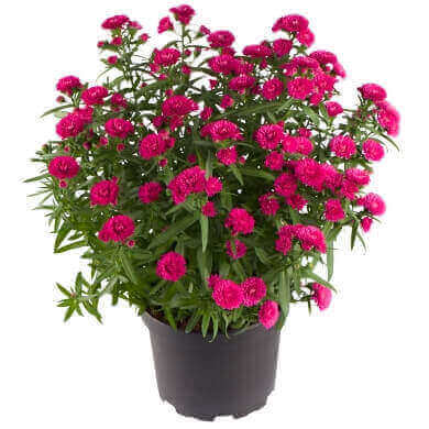 Aster Victoria Mathilde PL 17Cm (1)