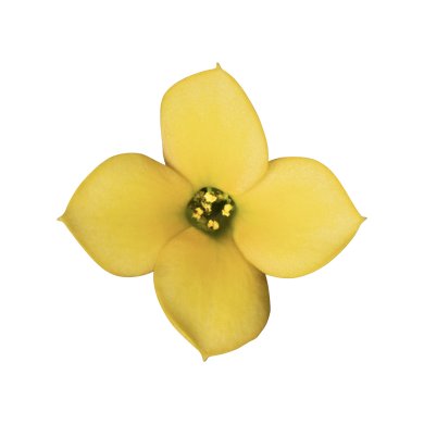 Passion Estrella BL