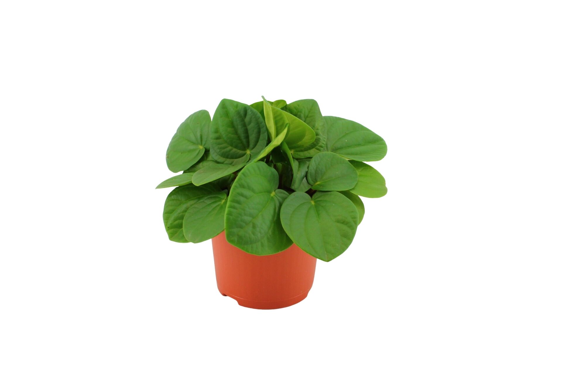 Peperomia Albovittata Rana Verde (259266) 10,5 Cm