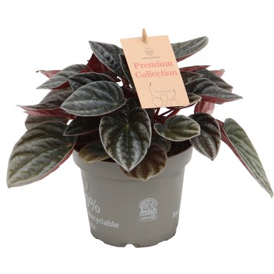 Peperomia Santiago 12Cm 5Inch