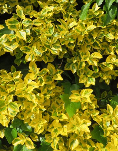 Euonymus Fortunei 'Emerald 'N' Gold PL