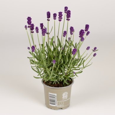 Lavandula Valensole PL