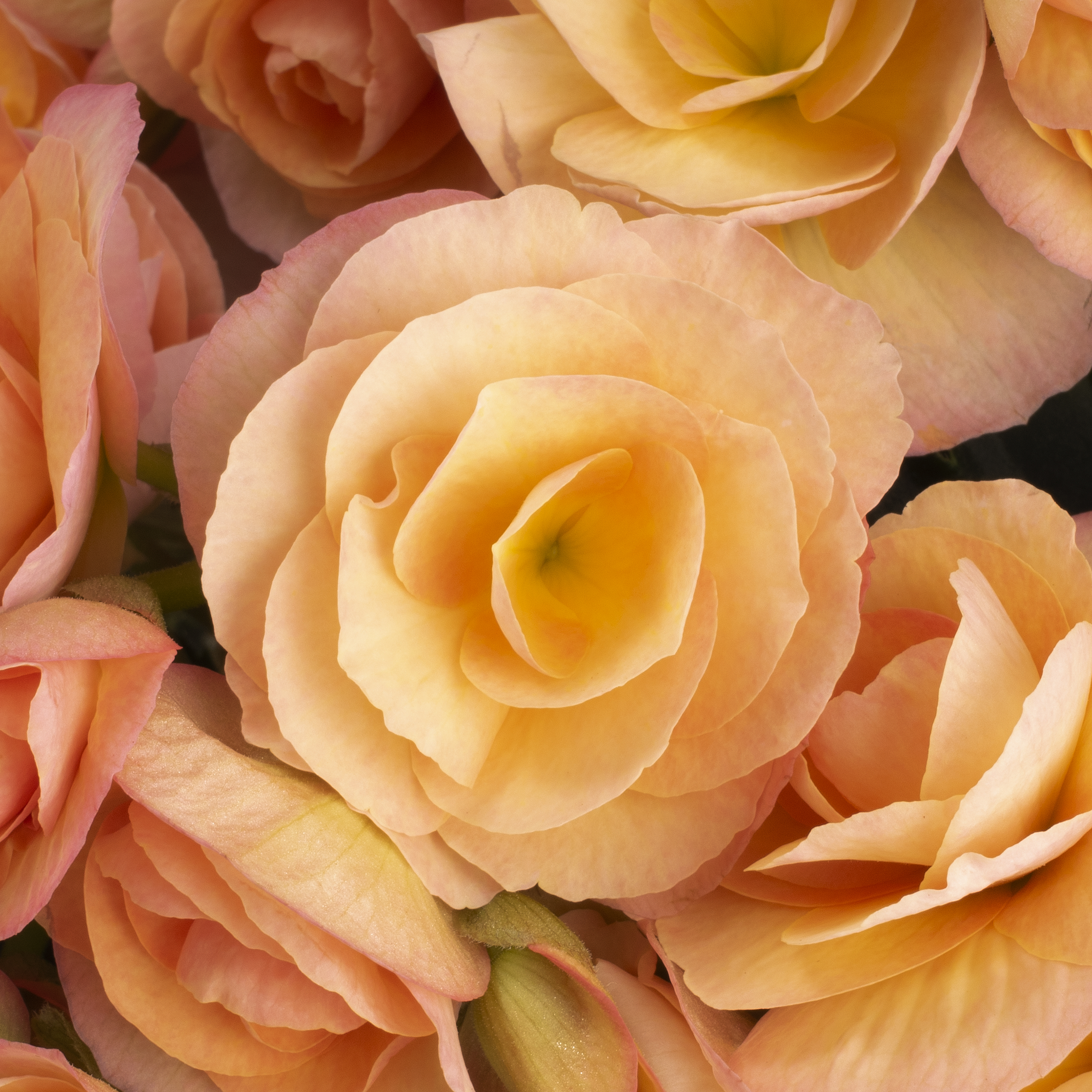 Hailey Sunset Closeup