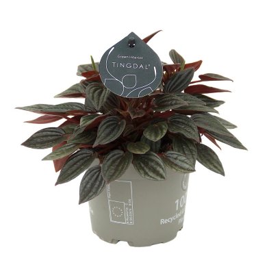 Peperomia Lima 12Cm 5Inch