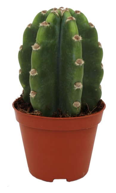 Cereus Hild Hedge Cactus 8 CM