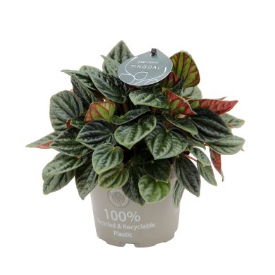 Peperomia Amazonas 12Cm 5Inch