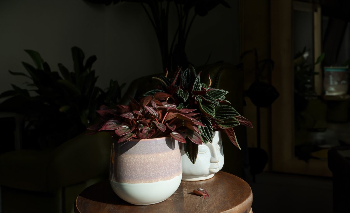 Peperomia Lundager Front