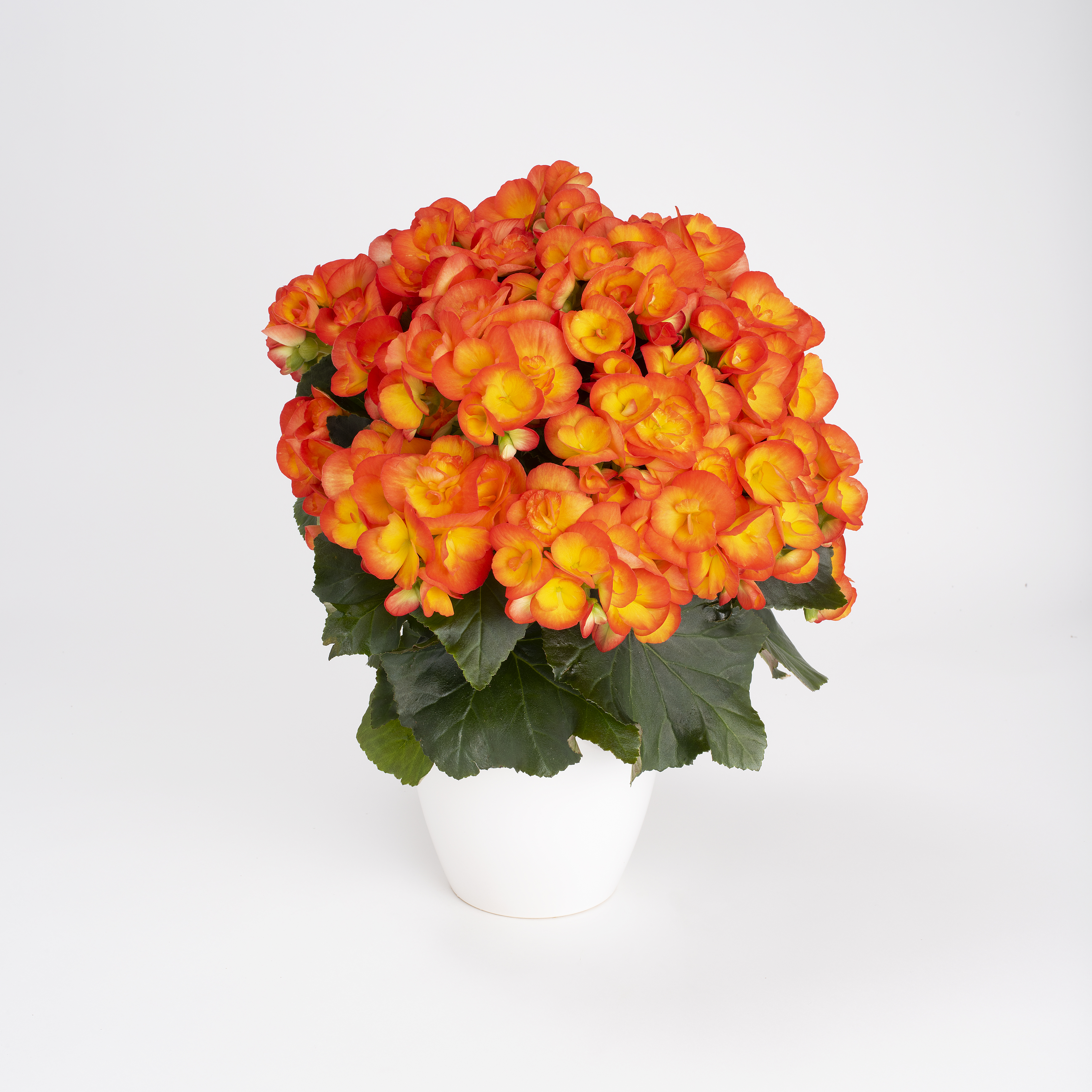 Koppe Begonia Rana