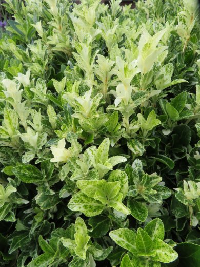 Euonymus Fortunei Harlequin PL