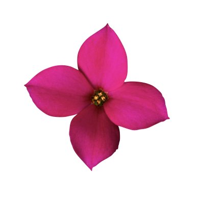 Passion Palace BL