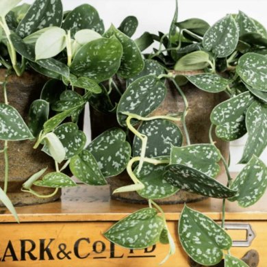 Scindapsus Pictus PL