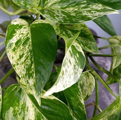 Epipremnum Marple Queen BL