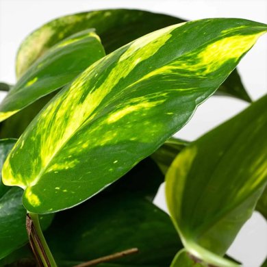 Epipremnum Aureum BL