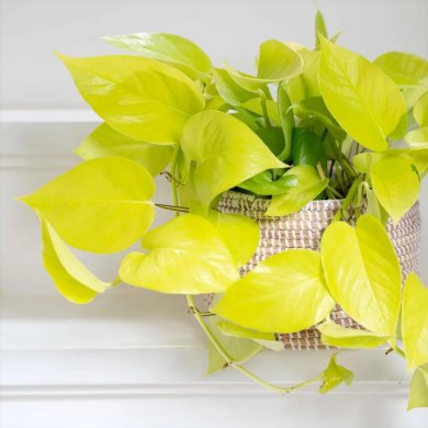 Epipremnum Golden Pothos PL
