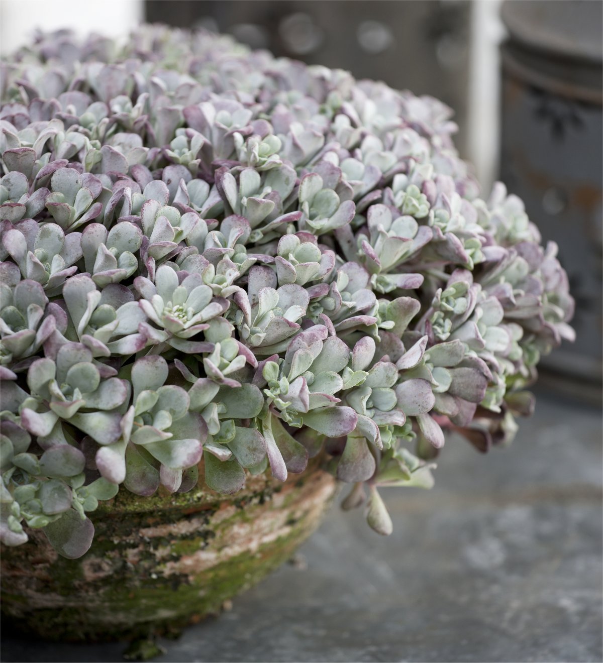 Sedum Front