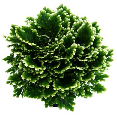 Selaginella Martensii Close Up