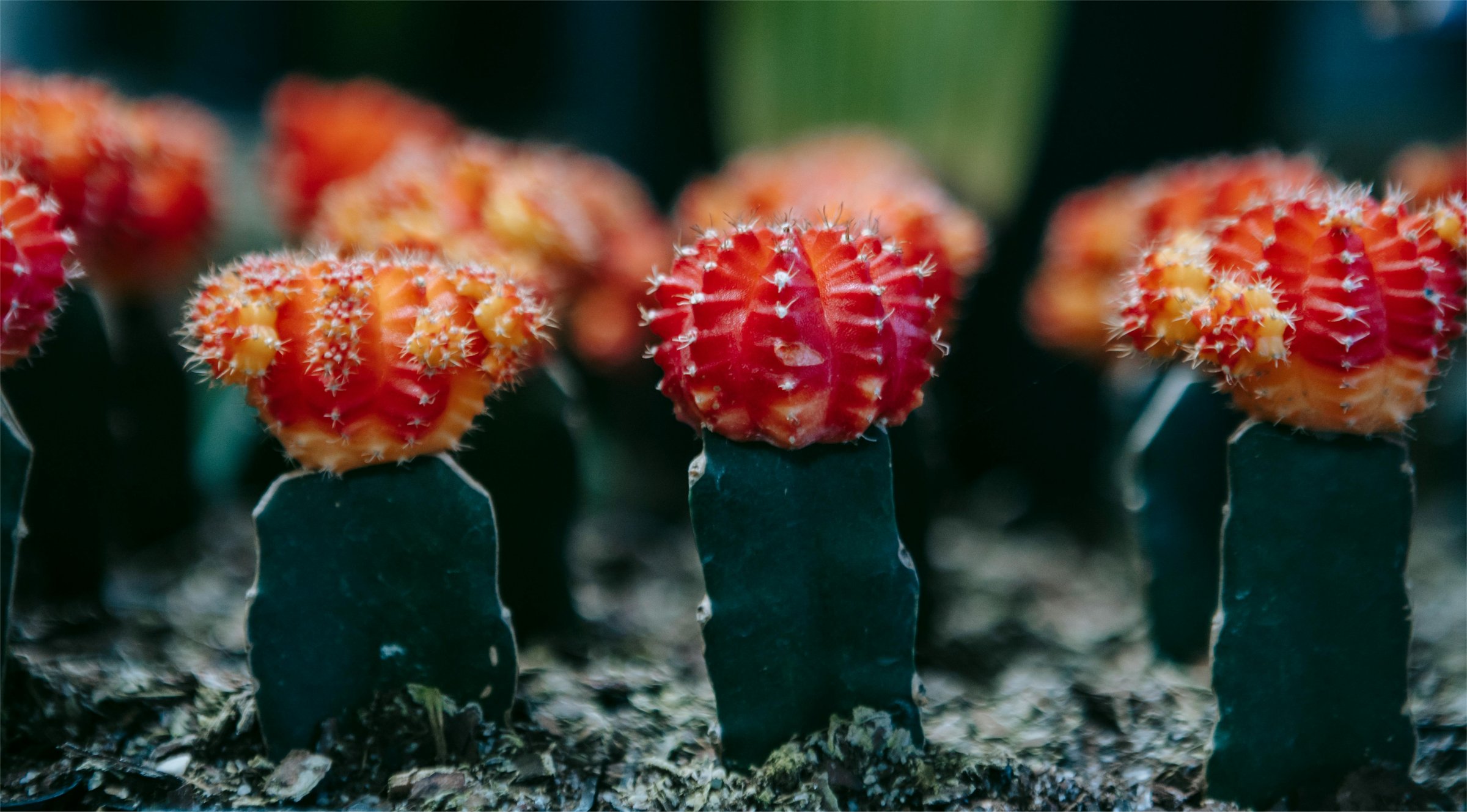 Graftes Cactus Front