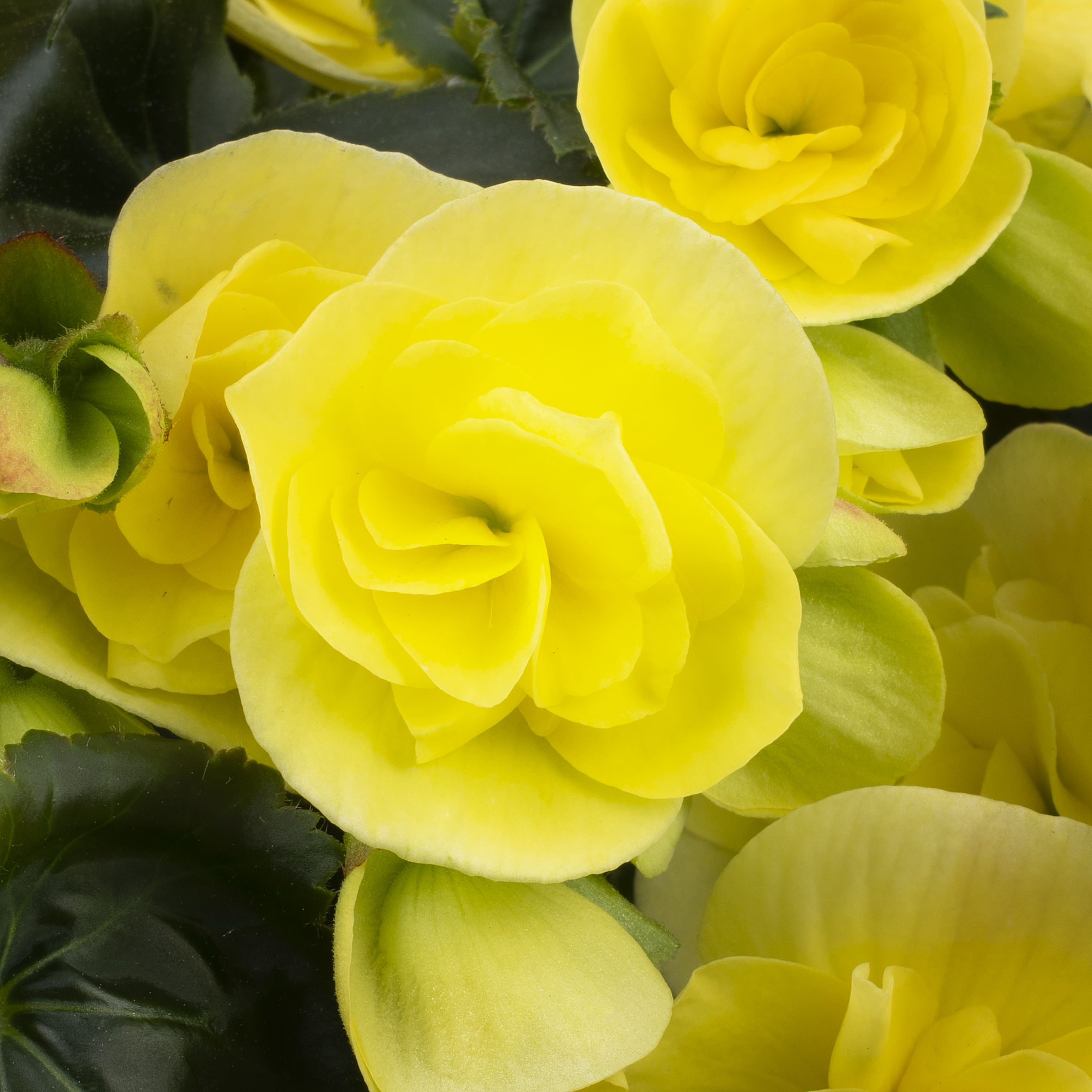 Sweeties Yellow Closeup