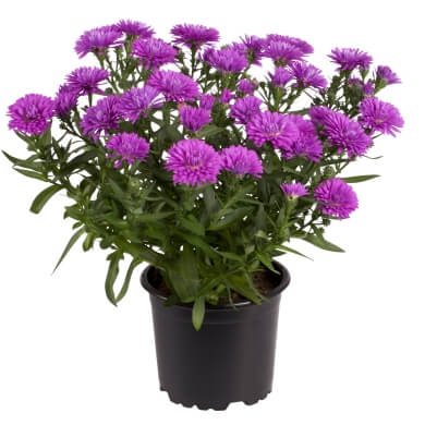 Aster Victoria Sophia PL